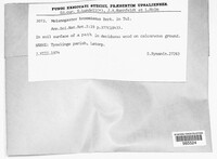 Image of Melanogaster broomeanus